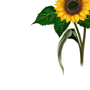 Sunflower Transparent Background Png Dio PNG image