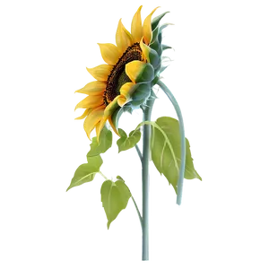 Sunflower Transparent Corner PNG Bym PNG