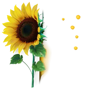 Sunflower Transparent Corner PNG Icb91 PNG