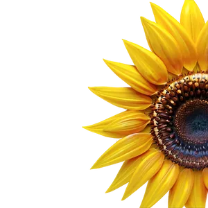 Sunflower Transparent Corner PNG Iit PNG