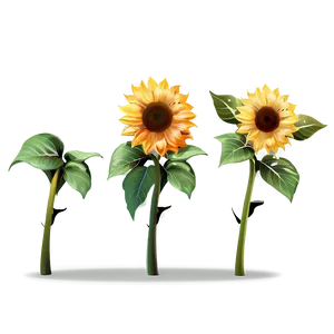 Sunflower Transparent Festive PNG 34 PNG