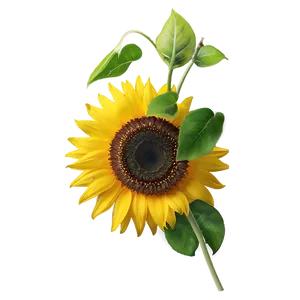 Sunflower Transparent Icon PNG Tvw58 PNG