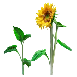 Sunflower Transparent Overlay PNG Njn
