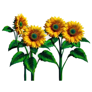 Sunflower Transparent Scene PNG 05262024
