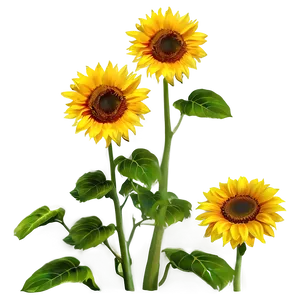 Sunflower Transparent Scene PNG 14 PNG