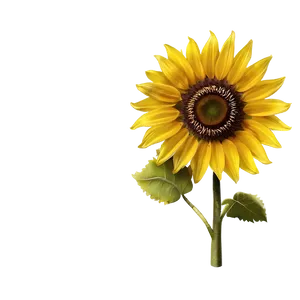 Sunflower Transparent Wallpaper PNG 05262024 PNG