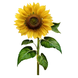 Sunflower Transparent Wallpaper PNG 35 PNG