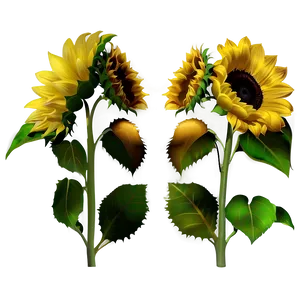 Sunflower Transparent Wallpaper PNG Fxx PNG