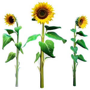 Sunflower Transparent Watermark PNG Oke
