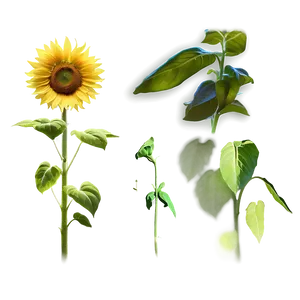 Sunflower Under Sunlight PNG 05032024