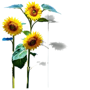 Sunflower Under Sunlight PNG 88
