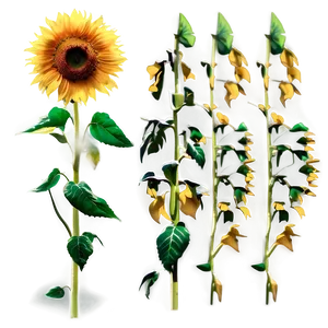 Sunflower Under Sunlight PNG 90