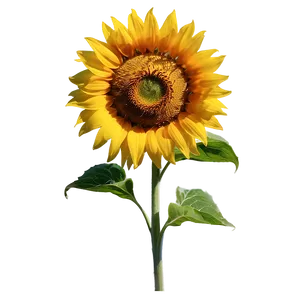 Sunflower Under Sunlight Png Jwu PNG image