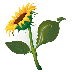 Sunflower Vector Transparent Png 05262024 PNG image