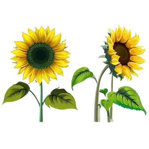 Sunflower Vector Transparent Png Mca88 PNG image