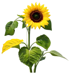 Sunflower Wallpaper Png Cxf80 PNG image