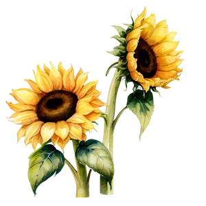 Sunflower Watercolor Diy Craft PNG Wcv PNG