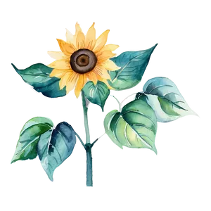 Sunflower Watercolor Diy Craft PNG Xen81 PNG