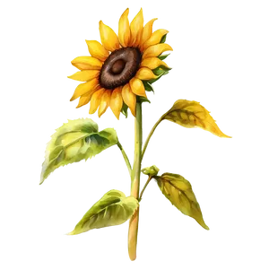 Sunflower Watercolor Garden Scene PNG 06272024