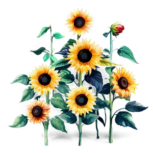 Sunflower Watercolor Garden Scene PNG 06272024 PNG