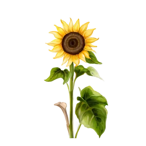 Sunflower Watercolor Illustration Png 06272024 PNG image