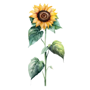 Sunflower Watercolor Illustration Png 89 PNG image