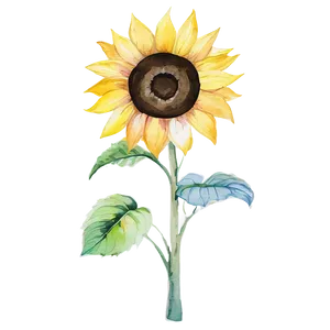 Sunflower Watercolor On Canvas PNG 06272024