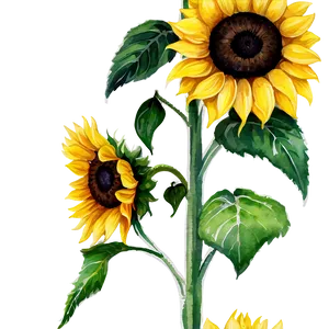 Sunflower Watercolor On Canvas PNG Reo74 PNG