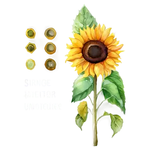 Sunflower Watercolor Profile Picture PNG 42 PNG