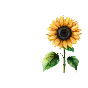 Sunflower Watercolor Profile Picture PNG Ndd