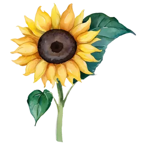 Sunflower Watercolor Summer Theme Png 40 PNG image