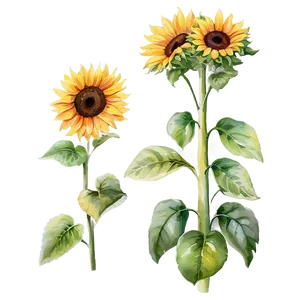 Sunflower Watercolor Summer Theme Png Xjy PNG image