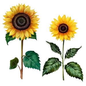 Sunflower Watercolor Wallpaper Png 06272024 PNG image