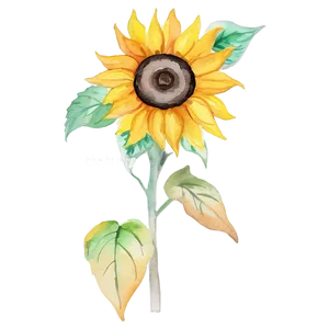 Sunflower Watercolor With Quotes PNG Ksf