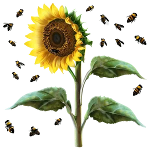 Sunflower With Bees PNG Owv