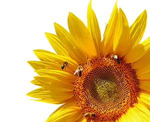 Sunflowerand Bees Black Background PNG image