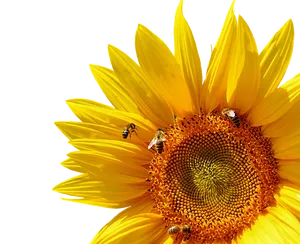 Sunflowerand Bees Symphony