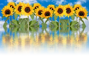 Sunflowers Reflection Water Sky PNG image