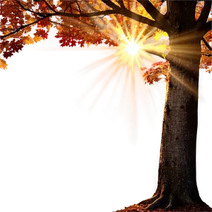 Sunlight Through Fall Trees PNG 06212024 PNG