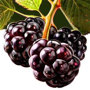 Sunlit Blackberry PNG 05232024