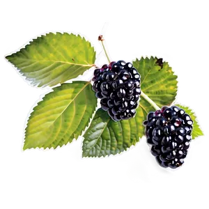 Sunlit Blackberry PNG Cwa86