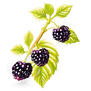Sunlit Blackberry PNG Hgw21