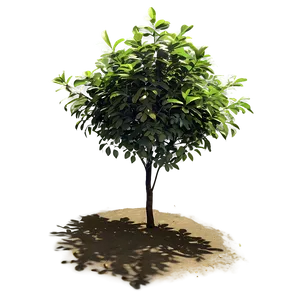 Sunlit Bush PNG 86 PNG