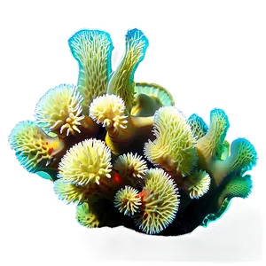 Sunlit Coral Reef PNG 05242024