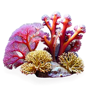 Sunlit Coral Reef Png Bmo PNG image