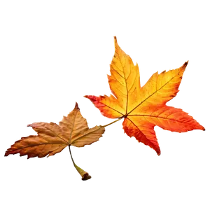 Sunlit Fallen Leaves Png Dvd62 PNG image