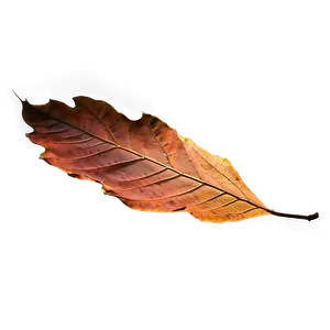 Sunlit Fallen Leaves Png Gxe79 PNG image