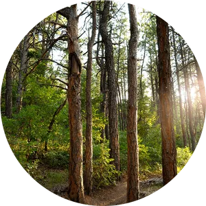 Sunlit Forest Path.jpg PNG image