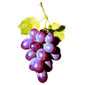 Sunlit Grape Image PNG 06292024 PNG