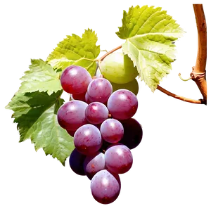 Sunlit Grape Image PNG 06292024